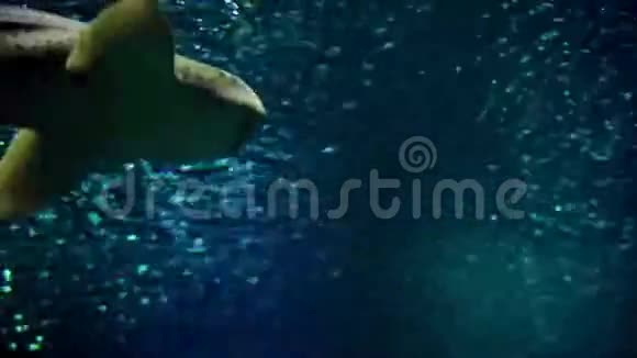 鲨鱼护士视频的预览图