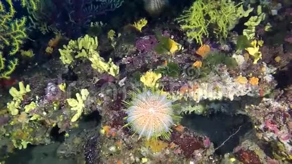 地中海暗礁中的大瓜海胆海胆视频的预览图