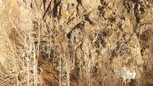 达尔羊爬到阿拉斯加楚加奇山脉视频的预览图