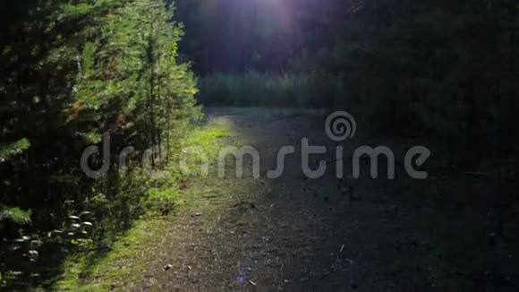 女孩带着背包在森林里散步的游客美丽的魔法光视频的预览图