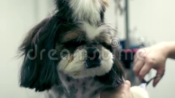 狗美容店的画像狗狗美容美发沙龙视频的预览图