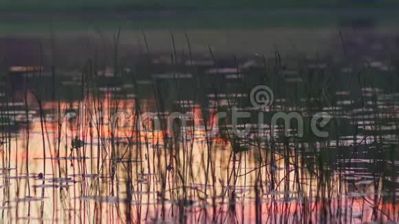 日落时湖上的倒影视频的预览图