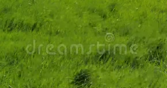风中长草法国诺曼底视频的预览图
