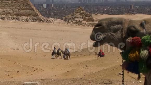 埃及的吉萨金字塔骆驼上有人视频的预览图