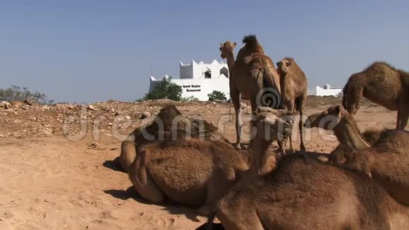 萨拉拉阿曼骆驼背景建筑视频的预览图