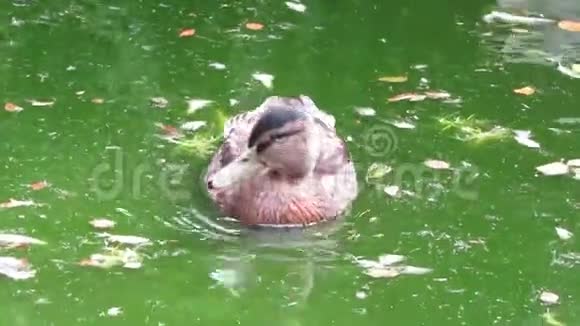 年轻的野鸭在绿色的池塘里游泳特写镜头视频的预览图
