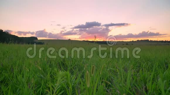 美丽的日落之上的小麦或黑麦田粉红色惊人的天空与云视频的预览图
