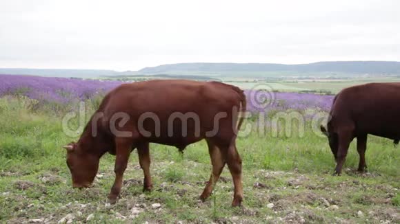 年轻的牛犊视频的预览图