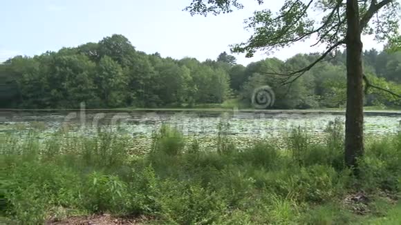 公园里的小湖3个中的1个视频的预览图