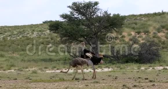 绿色卡拉哈里的鸵鸟非洲野生动物狩猎视频的预览图