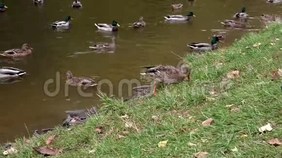 一群鸭子在池塘的岸边游泳视频的预览图