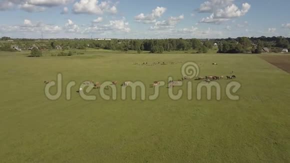 放牧的马是绿色的牧场马在田野里放牧在绿色草地上的棕马上的鸟瞰视频的预览图