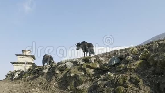喜马拉雅牦牛在尼泊尔山区吃草玛纳斯鲁巡回跋涉视频的预览图