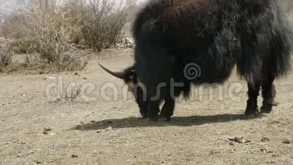 喜马拉雅牦牛在尼泊尔山区吃草玛纳斯鲁巡回跋涉视频的预览图