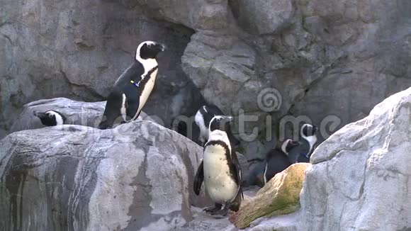 一个展览中的企鹅5只中的2只视频的预览图