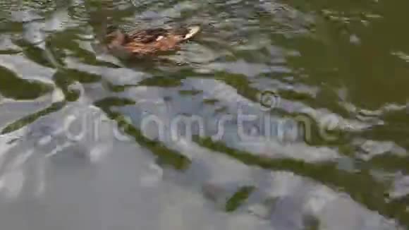 合上野鸭在荡漾的水中快速游动视频的预览图