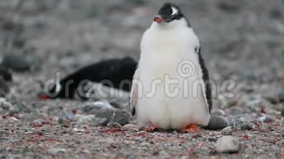 企鹅坐在鹅卵石上看着安德列夫视频的预览图