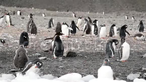 一群企鹅的生活观安德列夫视频的预览图