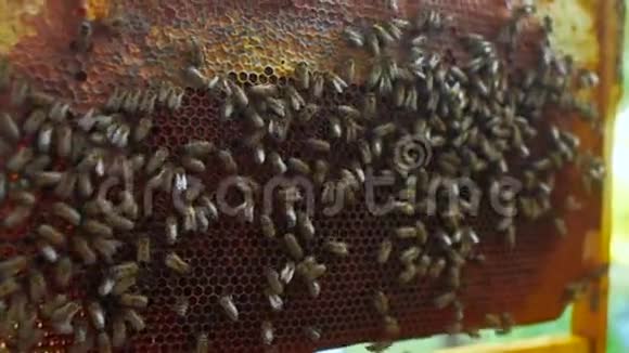 养蜂人手中的蜜蜂特写镜头视频的预览图