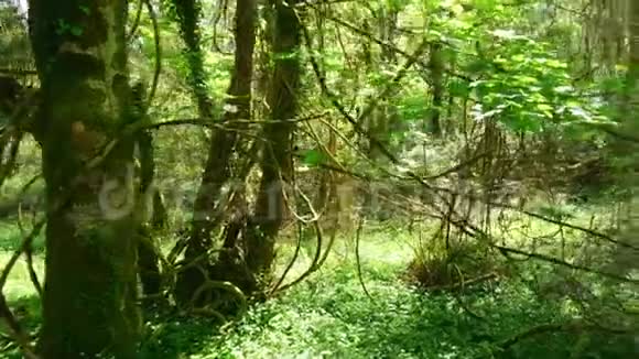 克里爱尔兰基拉尼国家公园野生森林中的神奇自然视频的预览图