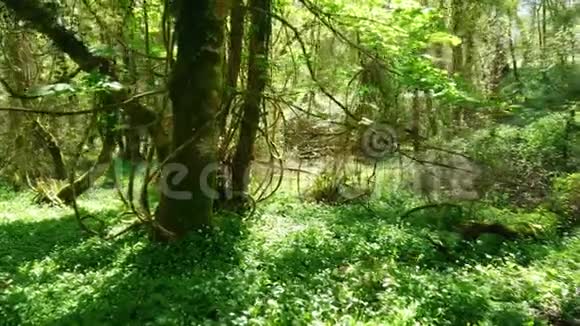 克里爱尔兰基拉尼国家公园野生森林中的神奇自然视频的预览图