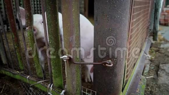 两只小白猪窝在猪圈里小猪窝在金属棒的栅栏后面猪把鼻子贴在铁棒之间视频的预览图