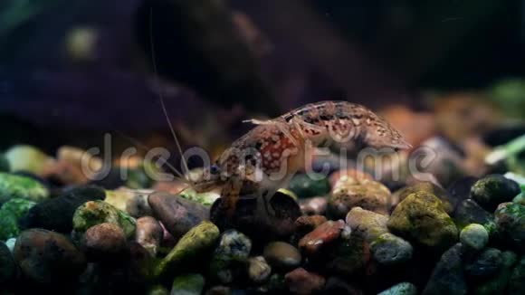 鱼缸玻璃后面的大理石小龙虾视频的预览图
