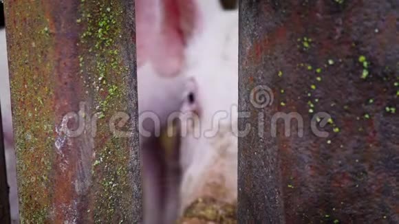 小白猪窝在猪圈里小猪窝在金属棒的栅栏后面猪把鼻子贴在铁棒之间视频的预览图