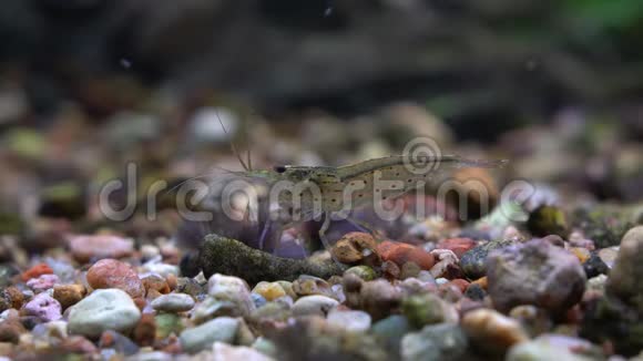 水族馆玻璃后面的马诺虾视频的预览图