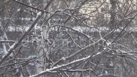 深秋冬来风吹雪重视频的预览图