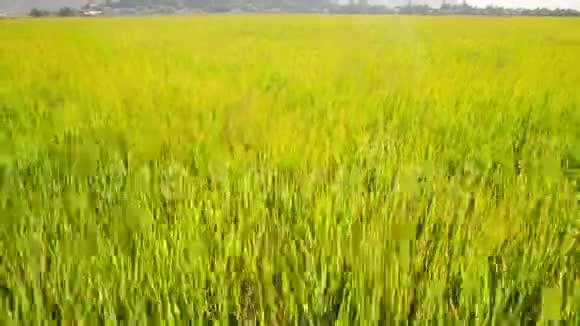 年轻漂亮的姑娘走在绿色的稻田里视频的预览图
