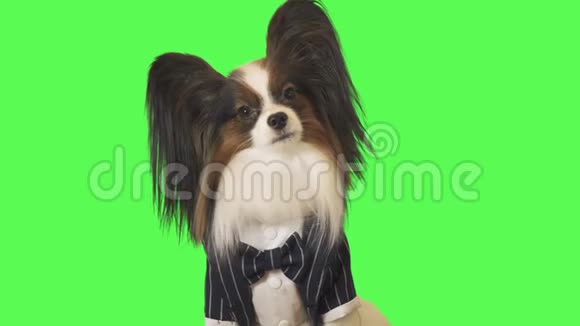 穿着商务套装带领领结的漂亮狗狗帕皮隆正在与绿色背景的摄像机视频通话视频的预览图