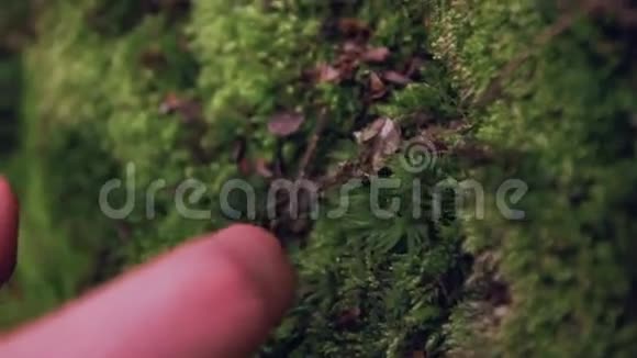 女孩用手指抓苔藓视频的预览图