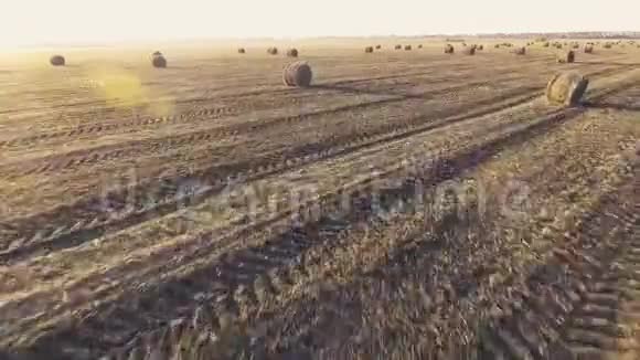 飞过一片长满稻草的圆鼻子的田野视频的预览图