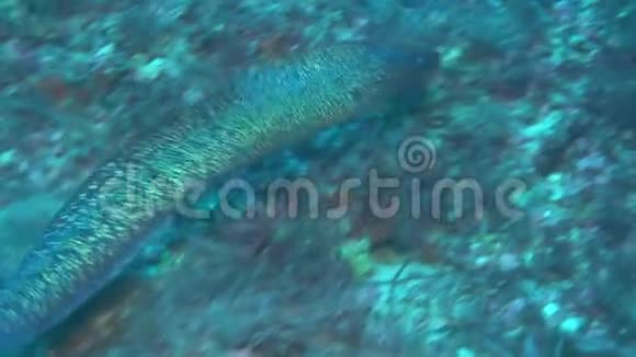 欧洲的海鳗在地中海海底漂浮视频的预览图