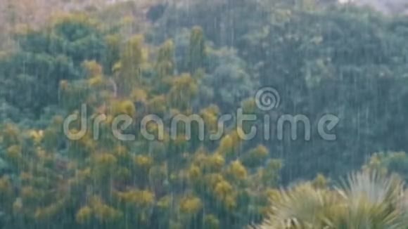 热带风暴在丛林的背景下绿色森林与棕榈树慢动作视频的预览图
