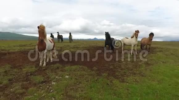 一群冰岛马接近摄像机安德列夫视频的预览图