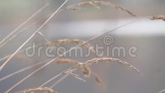 寒冷的早晨风中的芦苇视频的预览图