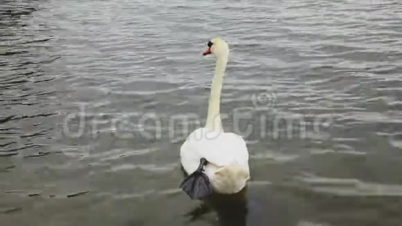 白天鹅和一只棕色的小鸭子在湖里游泳视频的预览图