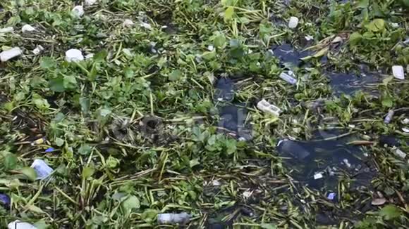 乔阿帕加河水面上常见的水葫芦和许多垃圾视频的预览图