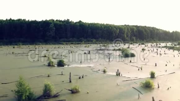 杂草丛生的绿色池塘视频的预览图