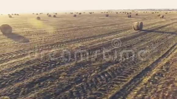飞过一片长满稻草的圆鼻子的田野视频的预览图