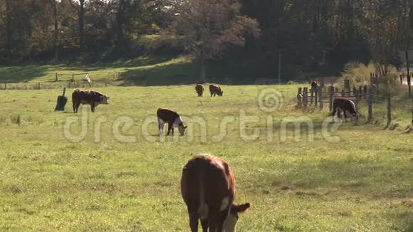 奶牛在牧场4只中的2只视频的预览图