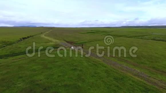 两匹马在冰岛平原上奔跑安德列夫视频的预览图
