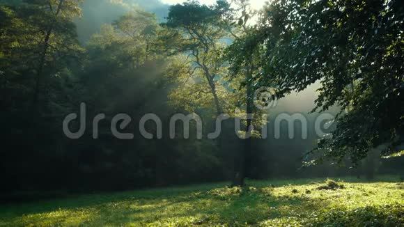 阳光穿过森林的树枝视频的预览图