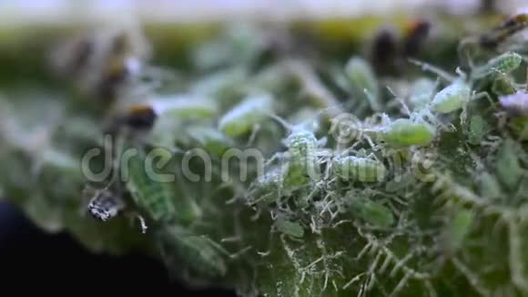 绿色蚜虫宏观视频的预览图