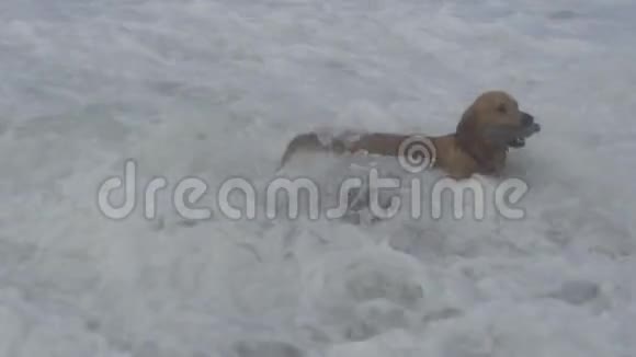 布朗拉布拉多犬从大海中带着一瓶水视频的预览图