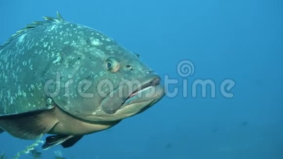 地中海红斑斑石斑鱼的肖像视频的预览图