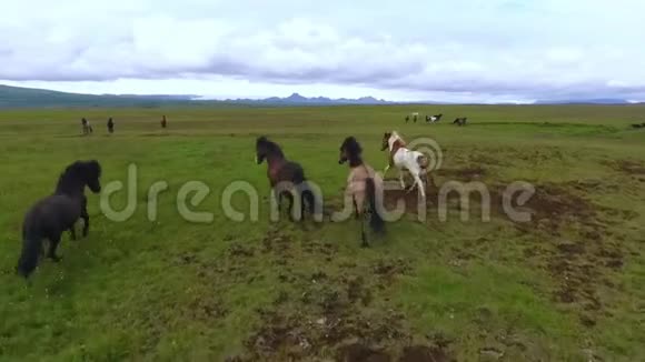 冰岛马绕着牧场跑安德列夫视频的预览图