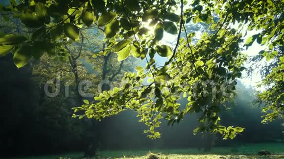 阳光穿过森林的树枝视频的预览图